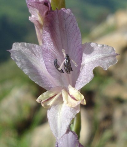 Gladiolus woodii tepal features